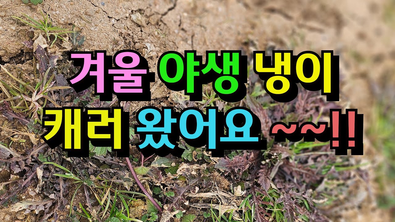#겨울철 야생  냉이캐기/월동중인 냉이가 영양만점/자연냉이가 영양만점/향이다른 야생냉이/단백질 칼슘 칼륨 비타민도 많은 냉이의 효능