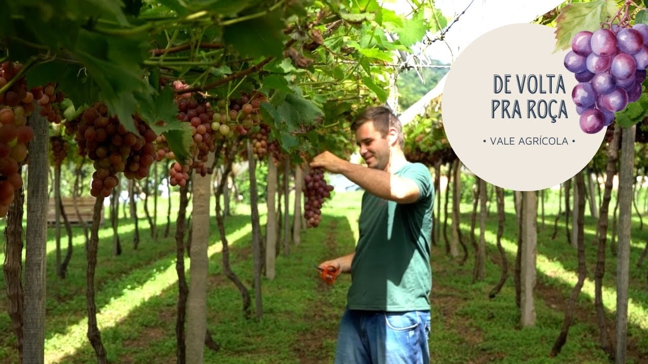 Filho volta para casa e transforma propriedade para a produção de uvas e turismo!