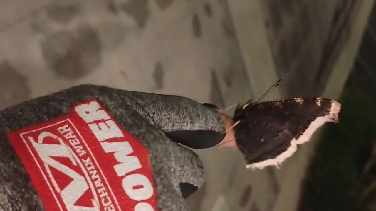Butterfly rescue