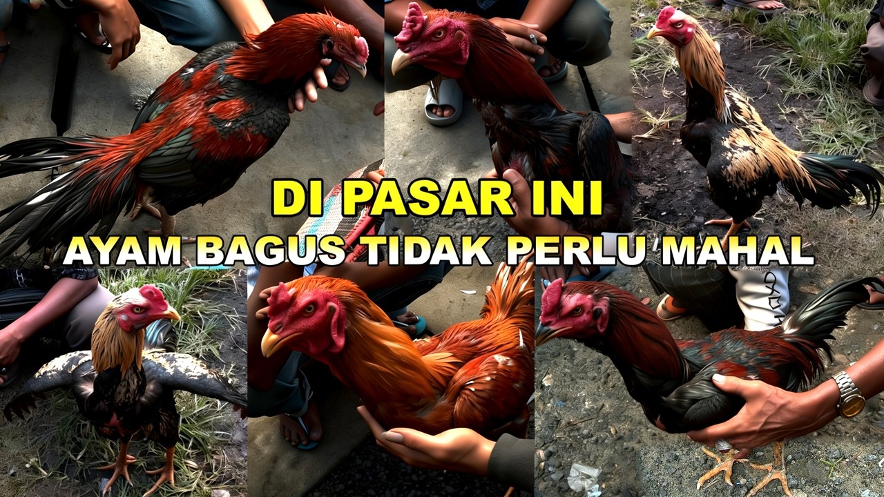 Ayam Bangkok Harga Murah Bagus Kualitas Mewah | Review Pasar Ayam Tradisional Madura