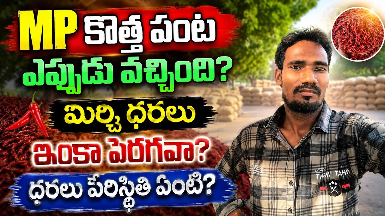 28/08/2026 khammam mirchi market price khammam mirchi market today #dharalu #mirchi#mirchiratetoday