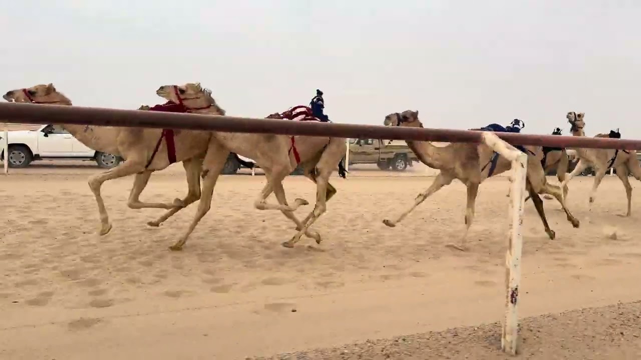 الشوط الحادي عشر 