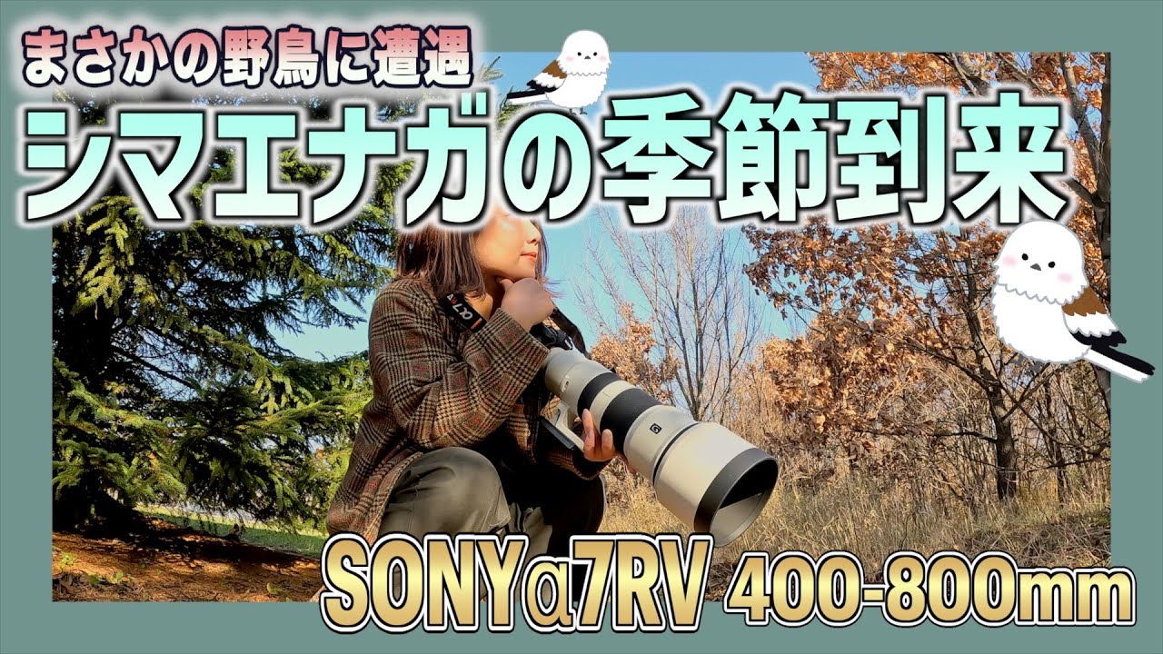 シマエナガの季節到来！まさかの野鳥に遭遇！SONYα7RV・400-800mm