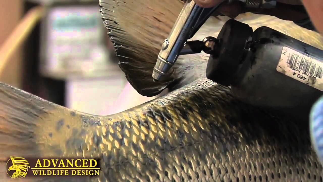 Advanced Taxidermy