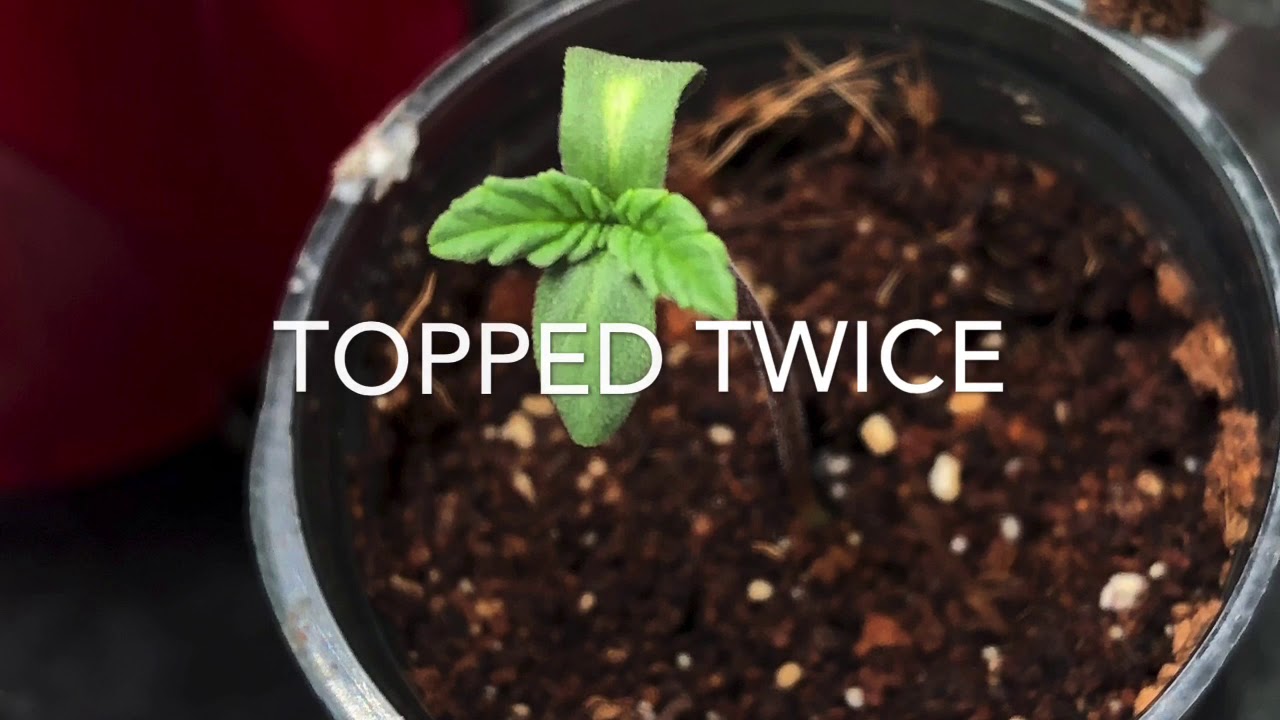 Cannacentric Growcap Season 1 Ep 1- First Successful Grow!