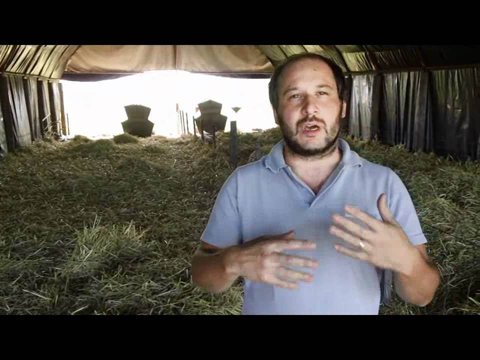 INTA Marcos Juárez. Cama profunda (1 de 2)