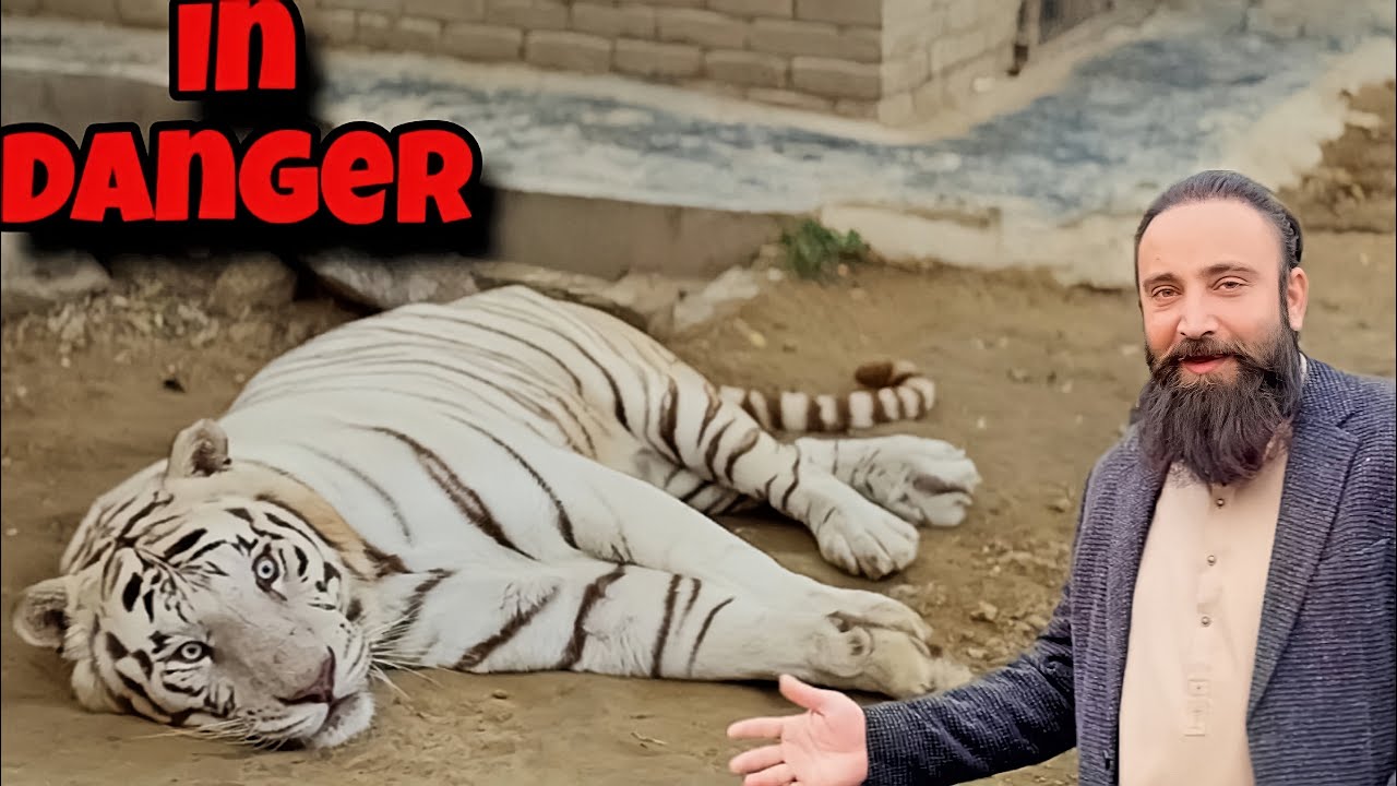 Scar Ko Kya Ho Geya 😲🐅|#justiceforbigcat 