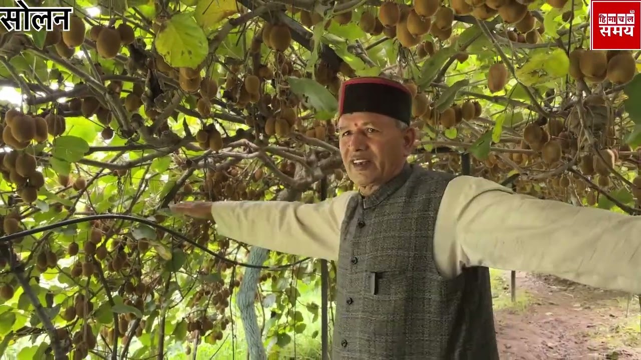 कीवि के उत्पादन का बनाया रिकार्ड। सोलन के प्रताप भगनाल । 12 टन कीवि@Himachal Samay News