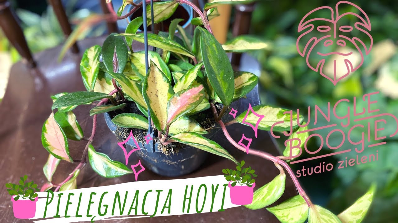 Hoja - uprawa i pielęgnacja  w domu. Jak dbać o hoję?