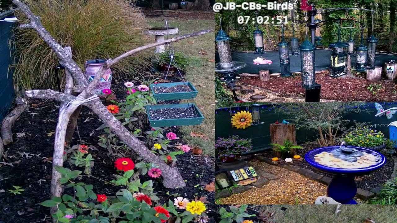 Mondays with Cardinals, Wrens, Bluebirds and Friends