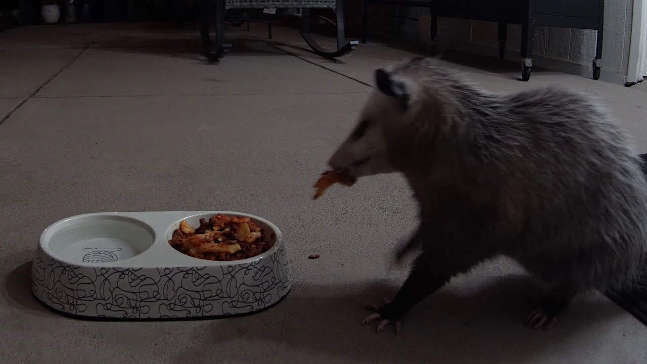Possum Tries Homemade Lasagna