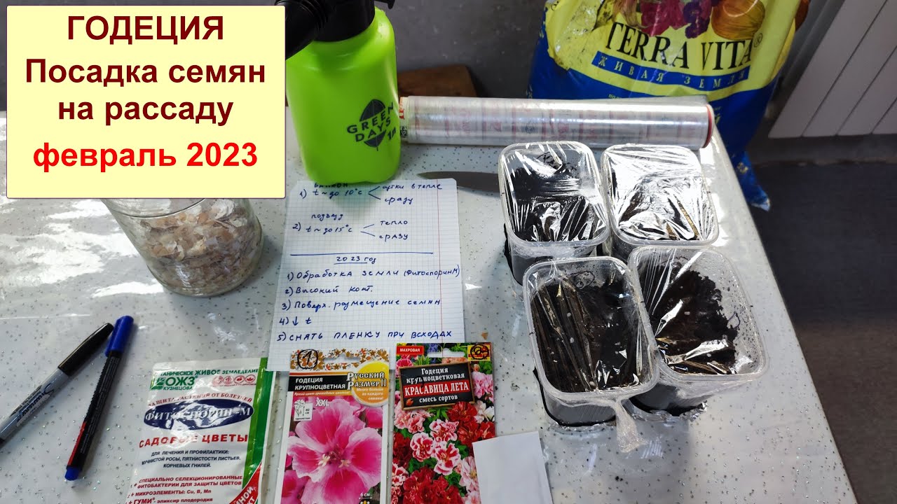 #Годеция. Посадка семян на рассаду в домашних условиях. 5 основ для удачной рассады. Февраль 2023.