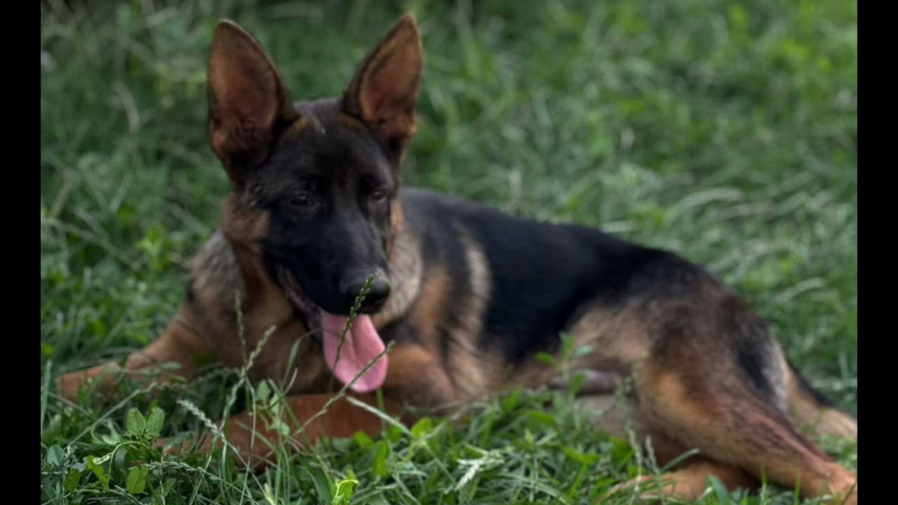 CÂINE CIOBĂNESC GERMAN 🇩🇪 Lucruri interesante despre ei ! Fii alături de mine ✅✅✅