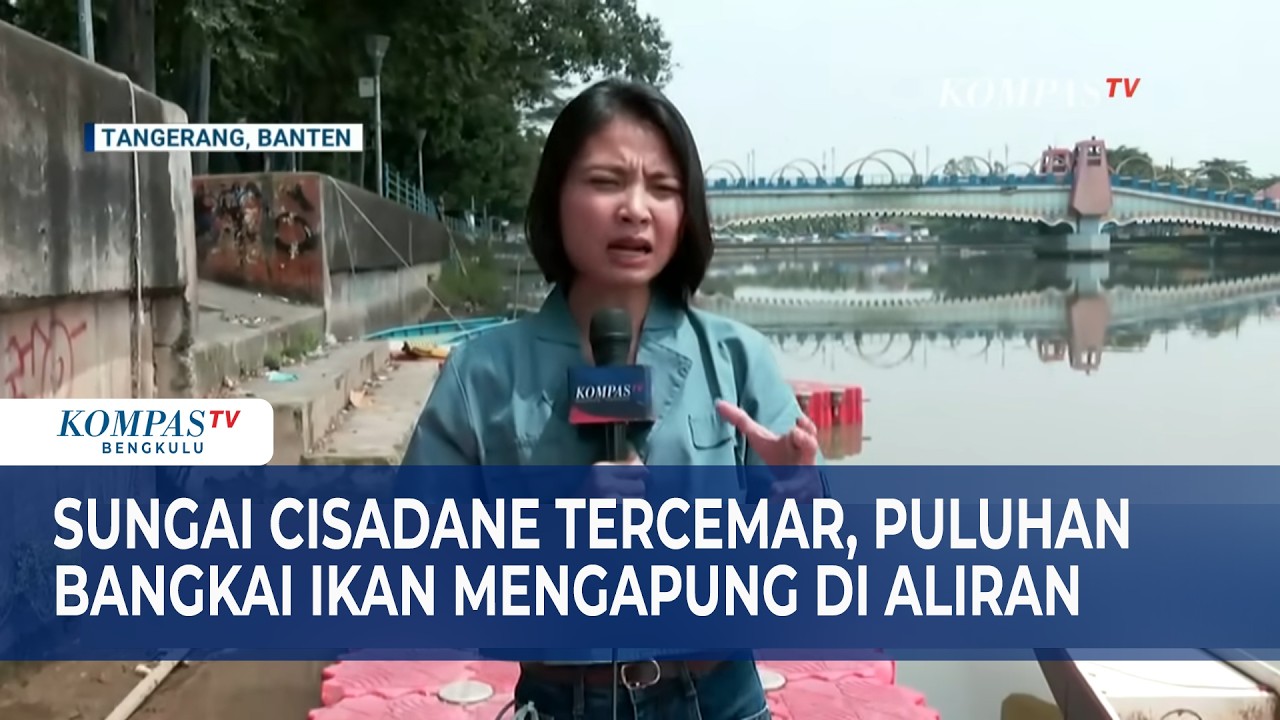 Sungai Cisadane Tercemar, Puluhan Bangkai Ikan Mengapung di Aliran