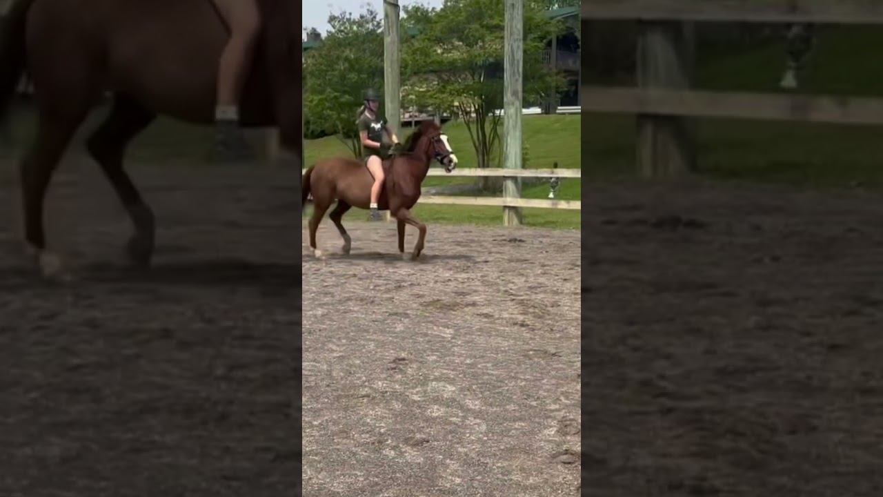 You don&rsquo;t wanna know how long it took to learn to sit her speed trot bare back 😭
