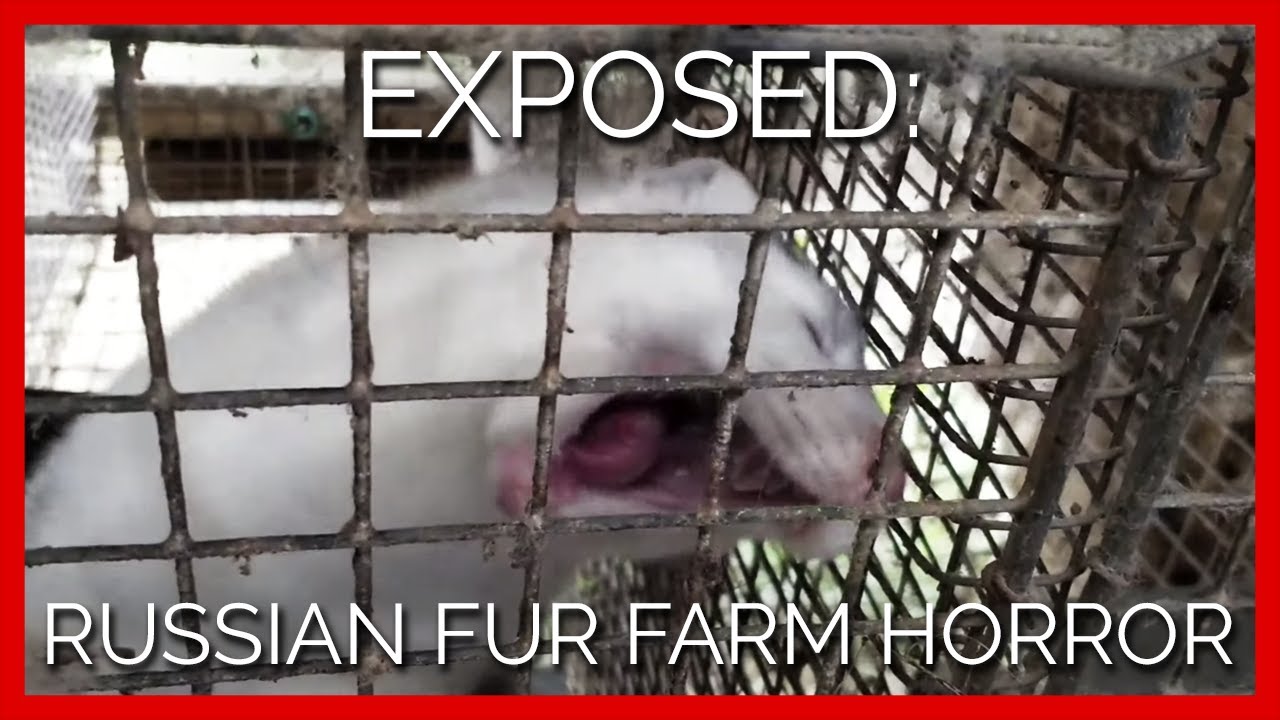 PETA Exposes Russian Fur Farm Horrors: Screaming Chinchillas, Rabbits' Heads Sawed Off, and More