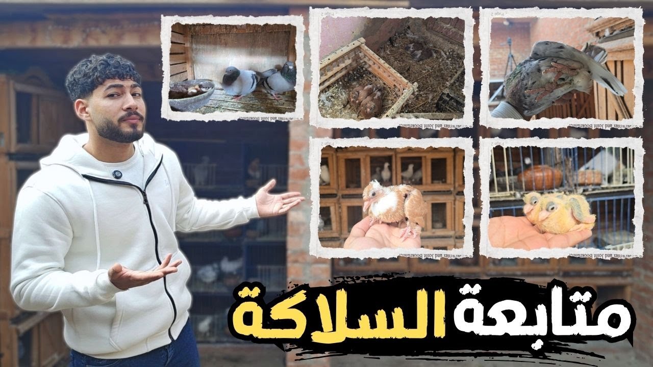 متابعه حمام السلاكة والسطح كلة 🤯 شوف لقيت زغاليل قد ايه عند الحمام 😲 