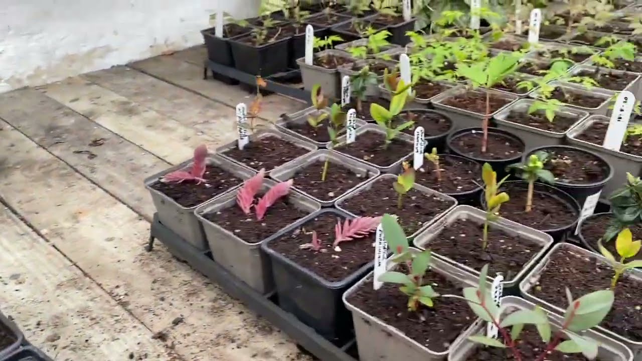 Plantsmans Diaries 2021...Mid-Late April