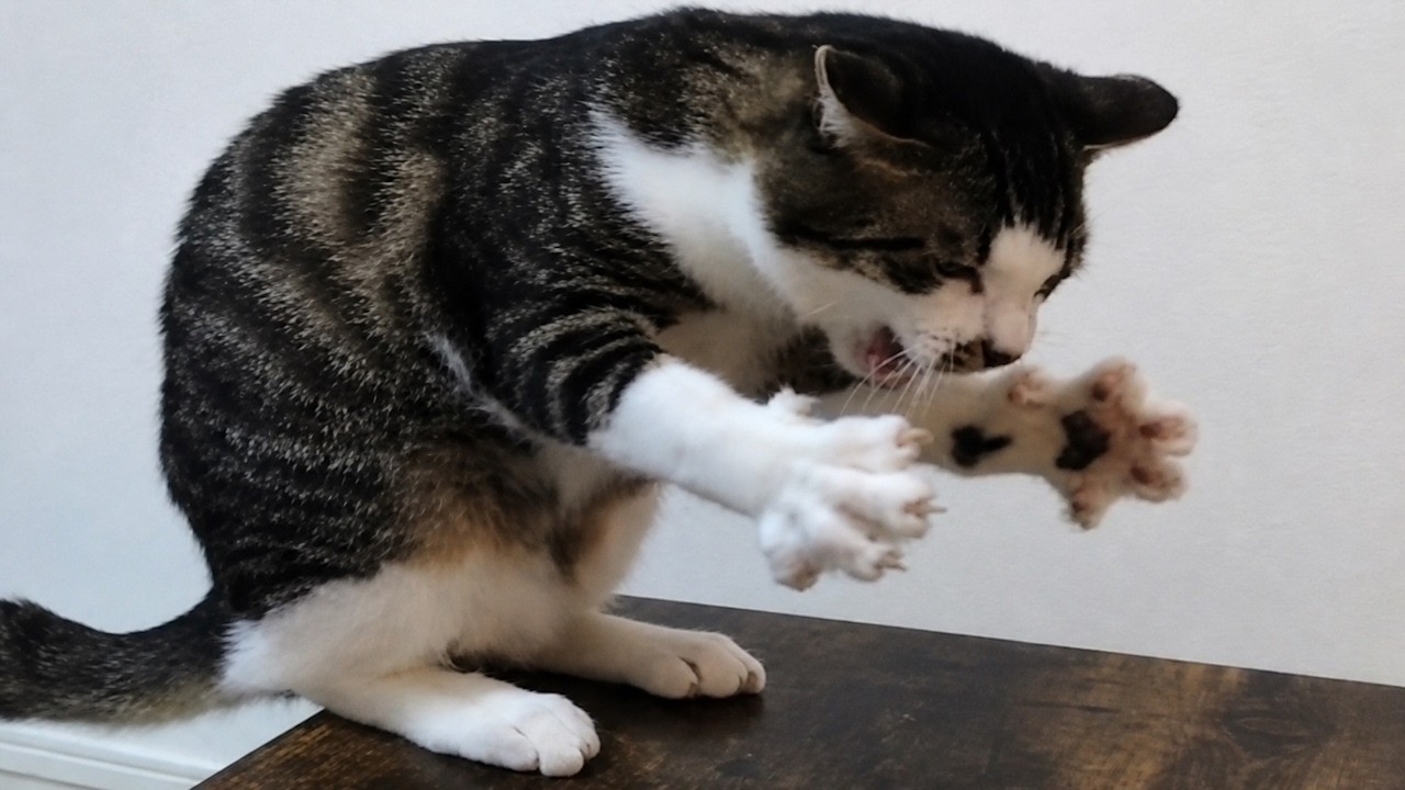 Cats Gone Bonkers