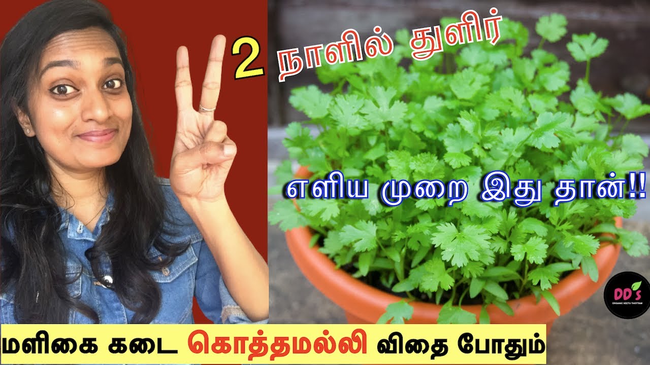 2 நாளில் கொத்தமல்லி keerai துளிர் எடுக்கும்| coriander keerai fast/best growth| new TIPS