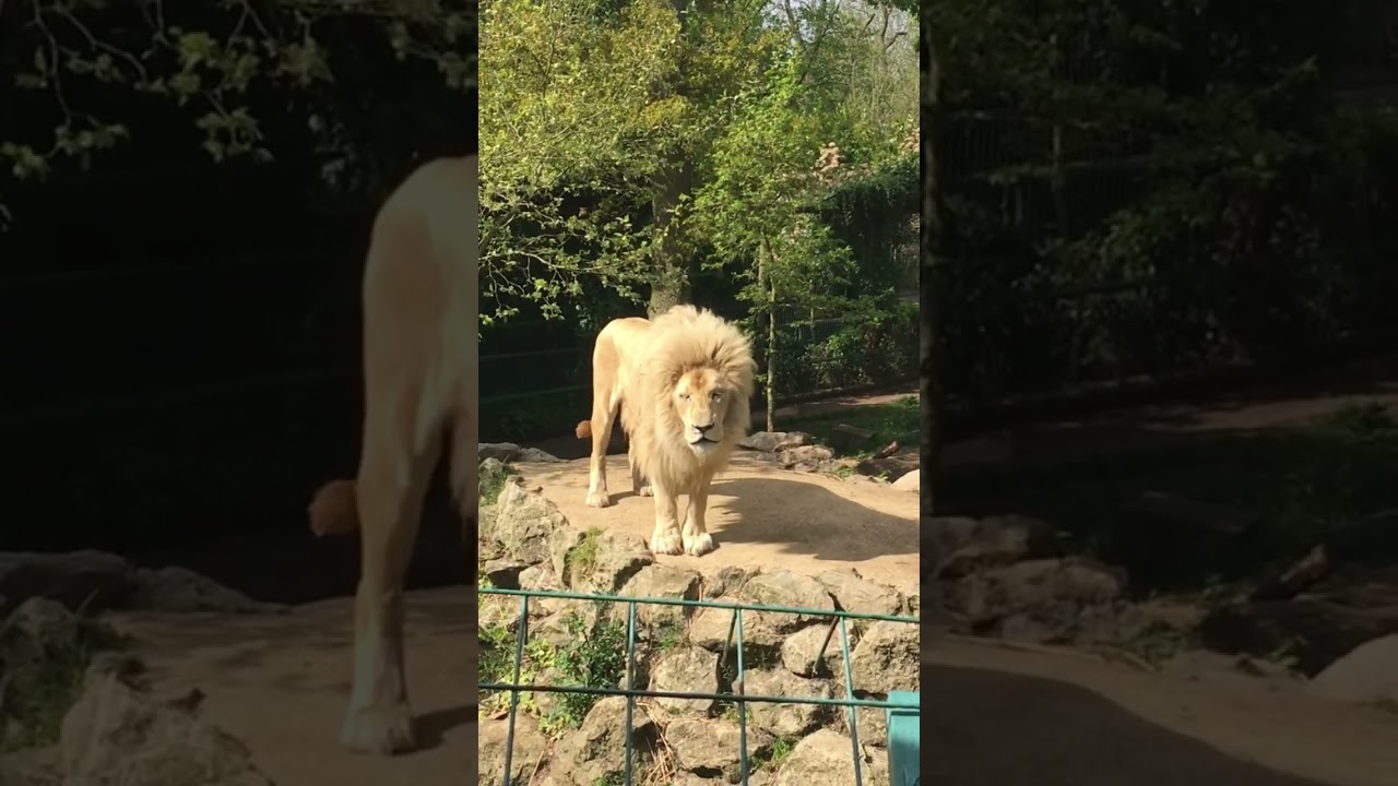 The big white lion huffing #Funny #amazing￼ #wildlife