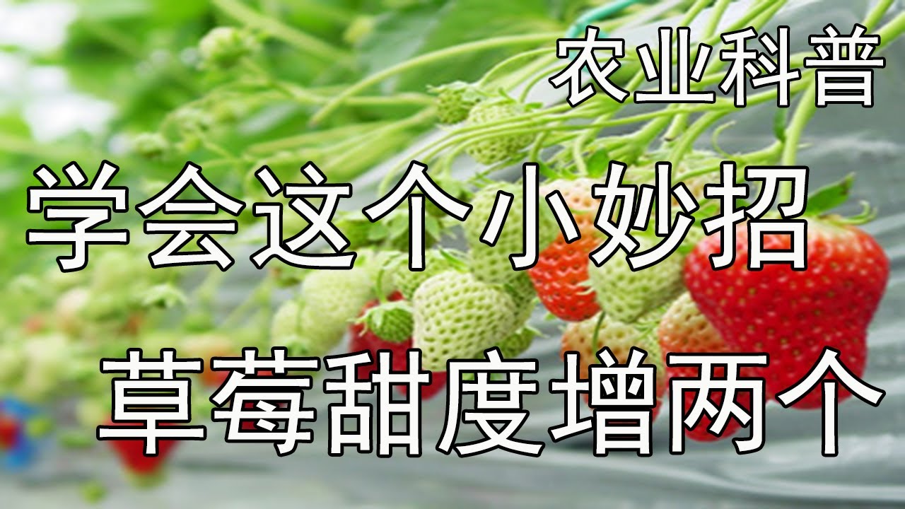 学会这个小妙招，草莓甜度增两个【付老师种植团队官方频道】