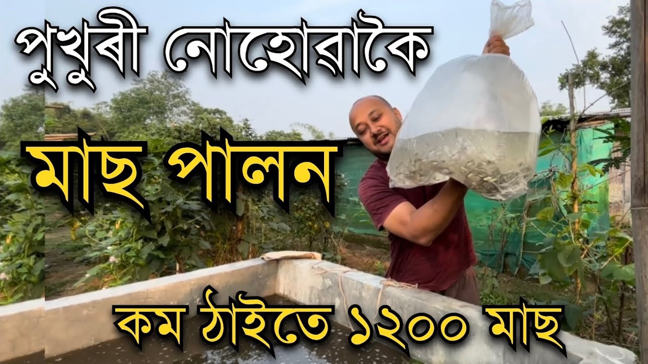 পুখুৰী নোহোৱাকৈ মাছ পালন। Fish Farm in Assam। fish farming ॥ Fishery in Assam। No pond Fish farming