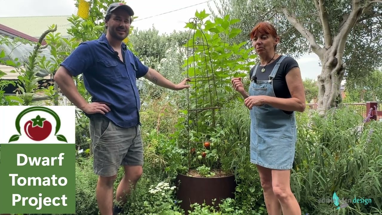 DWARF TOMATO - Kangaroo Paw Brown - Plant Review