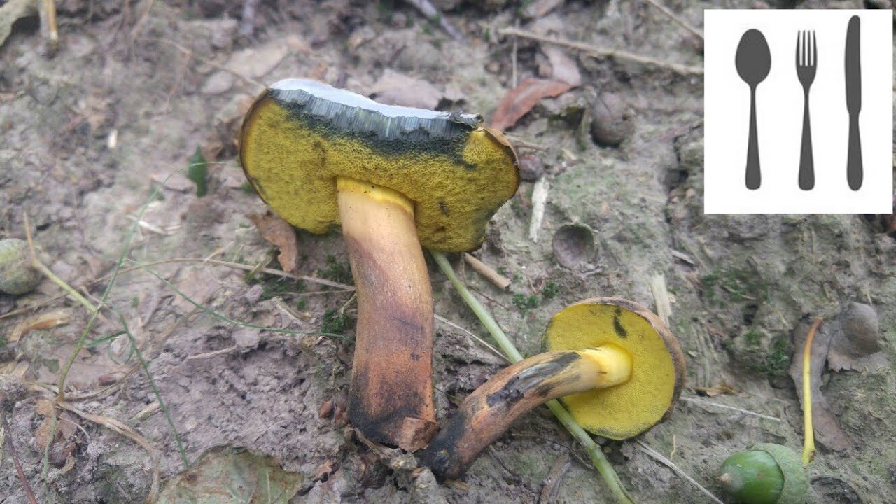 Borowik klinowotrzonowy,&nbsp;omglony (Cyanoboletus pulverulentus) 08.06.2017