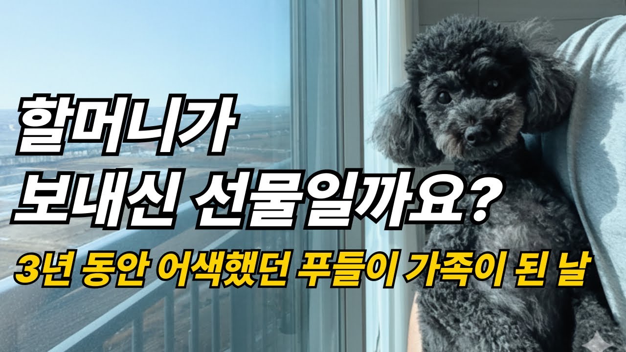 50살 딩크 아빠의 일상을 바꾼 푸들 까미 | 돌아가신 할머니가 보내주신 선물일까요?