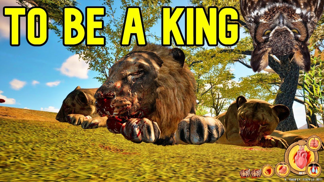 Animalia survival- The Harsh Life of a Male Lion Part 1