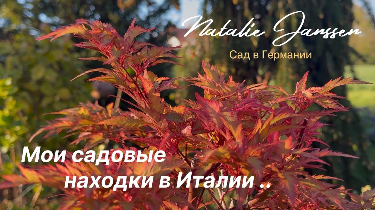 Что я привезла из Италии для своего сада 🌿 Питомник на озере Комо 🌿