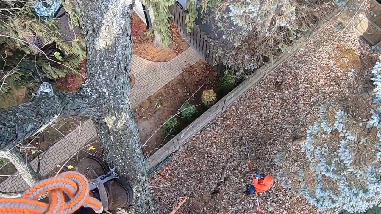 ARRIESGANDO LA VIDA. Trabajo PELIGROSO en USA (tala de arboles)
