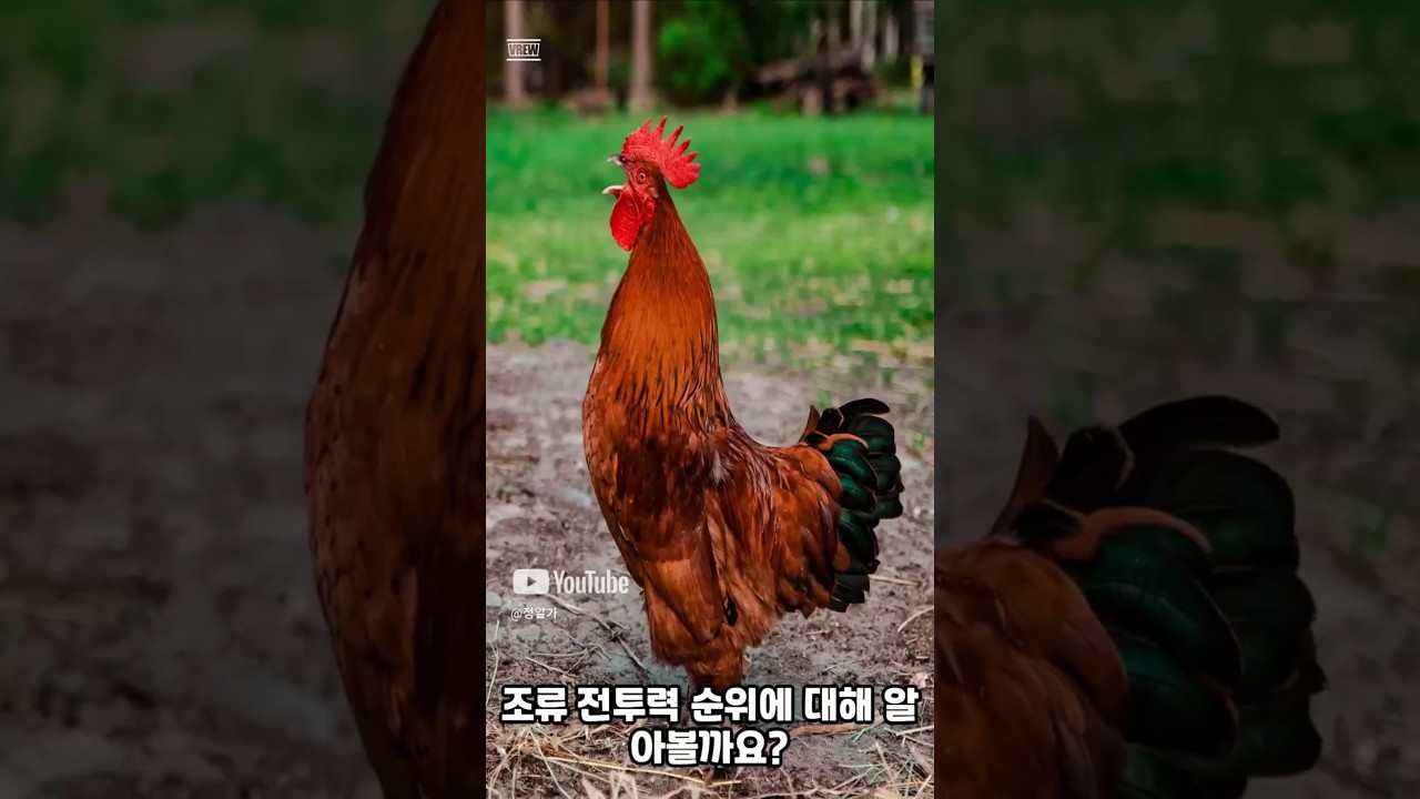 조류 전투력 순위 TOP 10