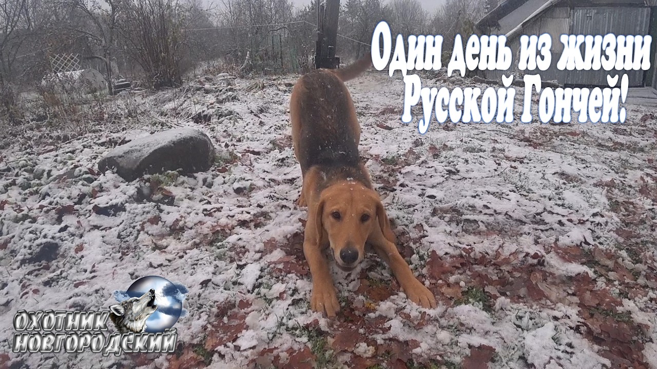 Один день из жизни Русской Гончей!