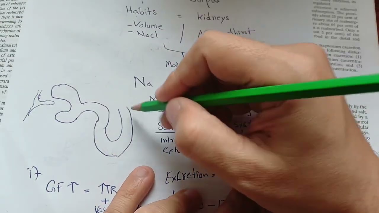 Интеграция почечных механизмов для поддержания внеклеточной жидкости | Почечная система