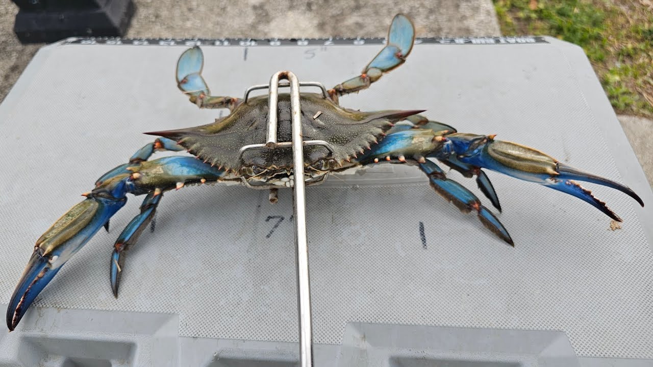 Cold Day! Hot Crabs! Catch Clean & Cook! Blue Crabs 