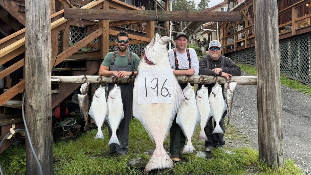 Got An Absolute Monster 200 Lb Halibut!! Day 5 Island Point Lodge 2025