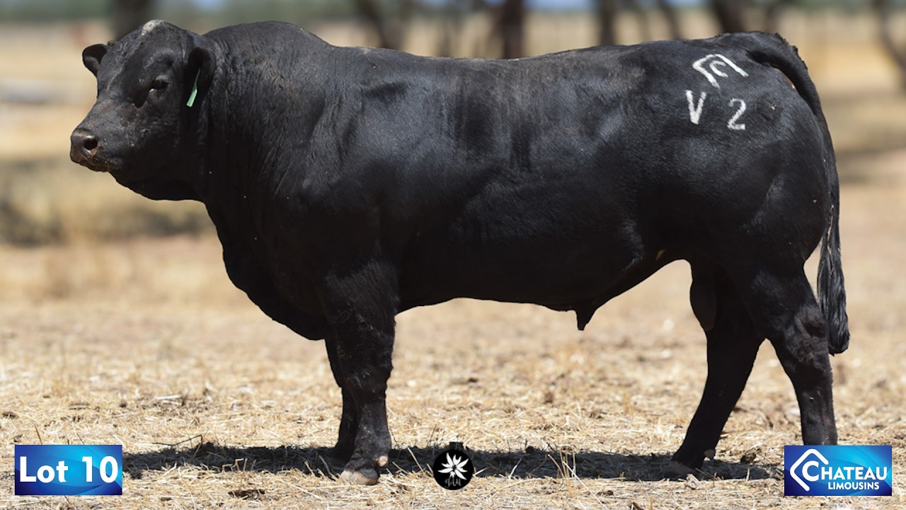 LOT 10 - JWMPV2