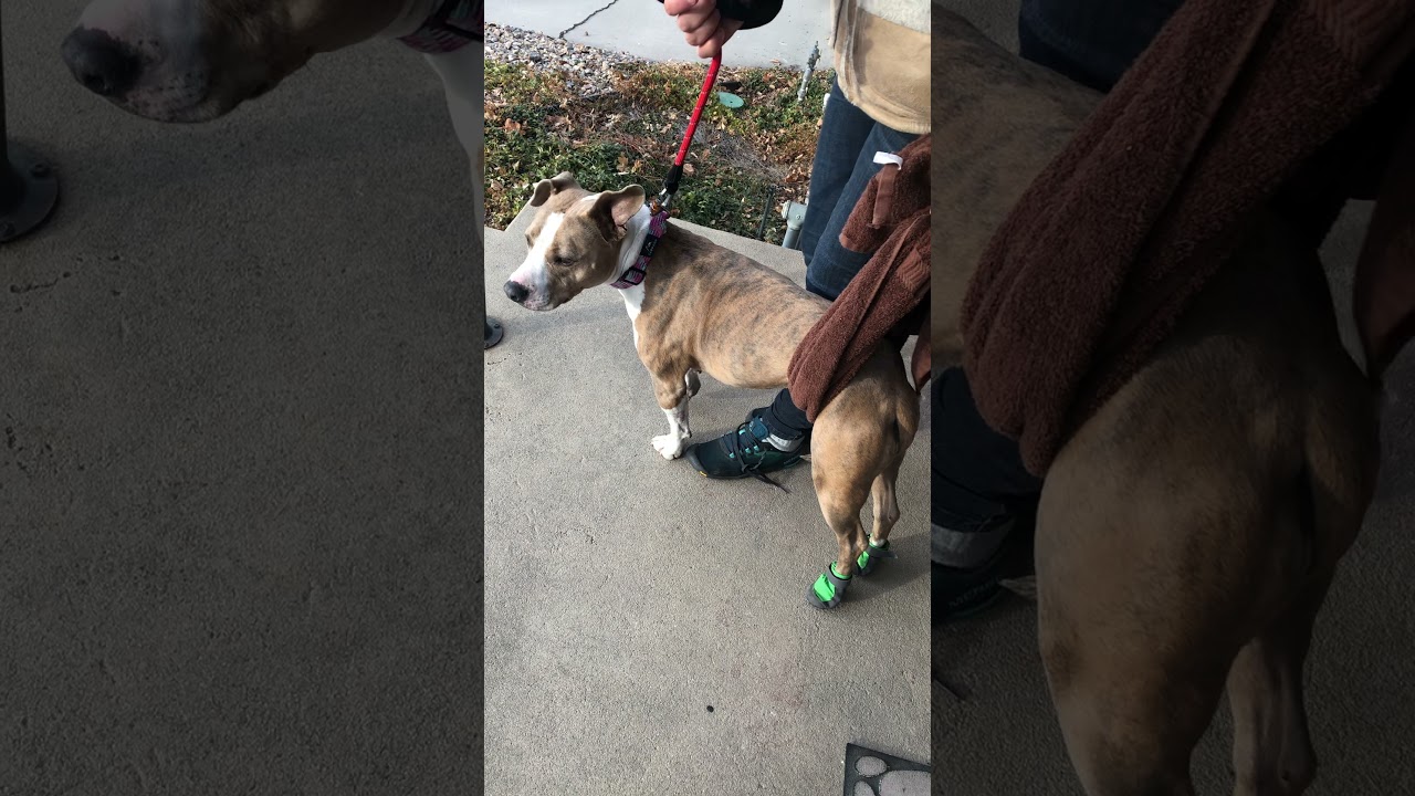 Violet Before Canine Physical Therapy: IVDD Dog, Disc Herniation Dog, Back Injury