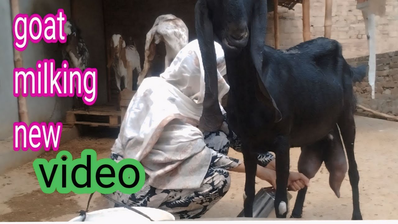 Goat milking Desi | Pakistani goat farming vlog | Aneeb ka gharana