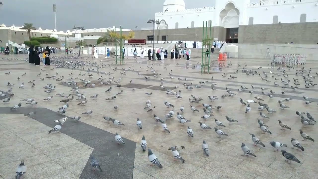 masjid quba madinah  /masjid quba live