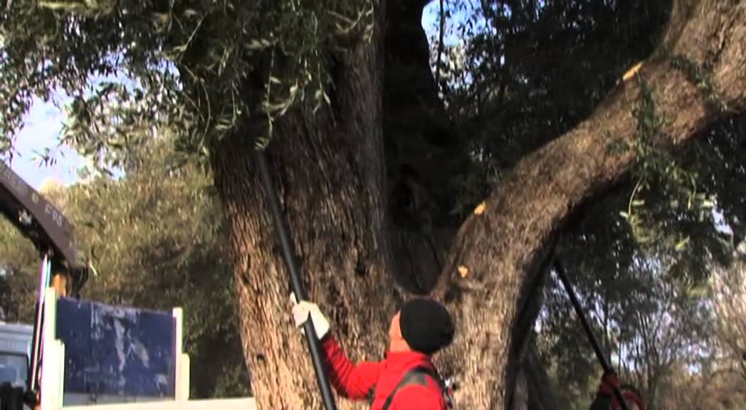 Olivi secolari I parte