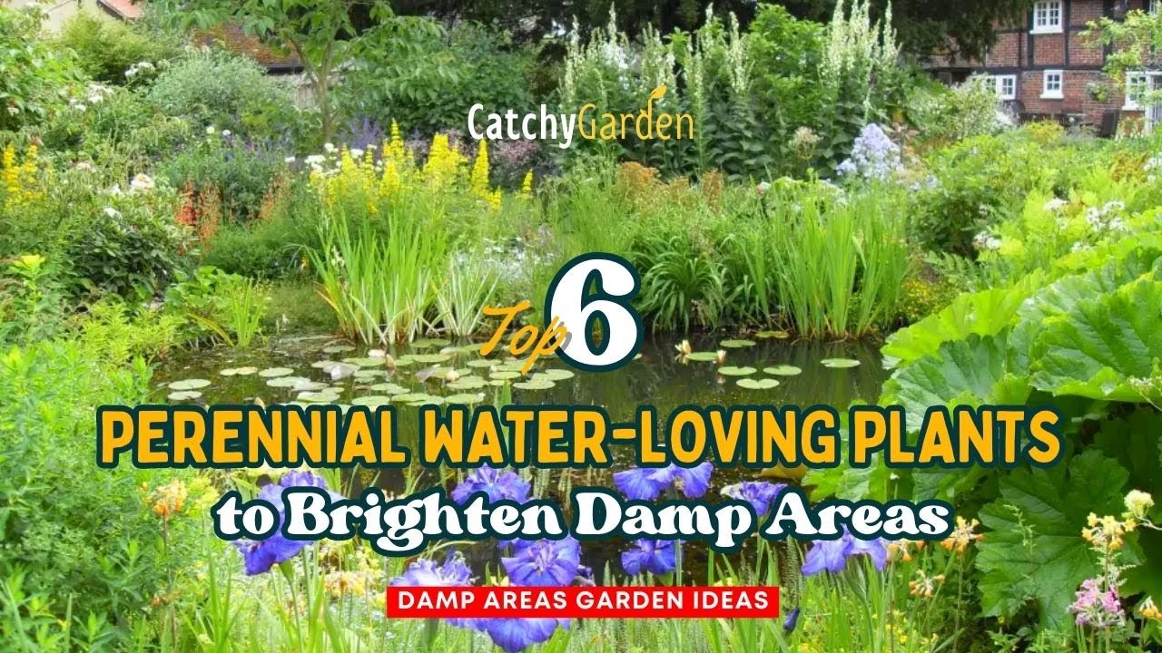 Top 6 Gorgeous Perennial Water Loving Plants to Brighten Damp Areas! 🌷🌸👍 // Gardening Ideas