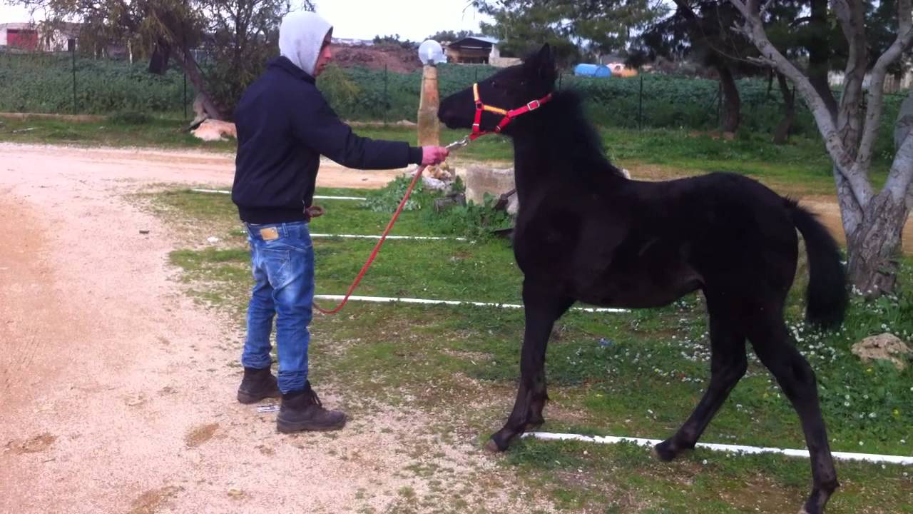 cavalli puledro