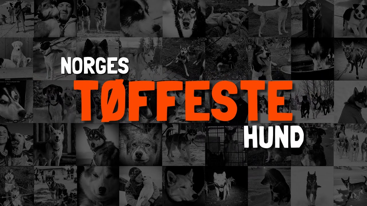 WINNER ANNOUNCEMENT - Norway's Toughest Dog | QRILLPAWS 2021