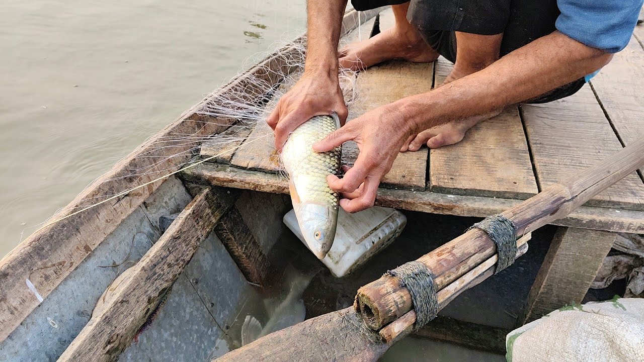 Live streaming of Kalisindh Fishing Part (231) #kalisindhfishing 