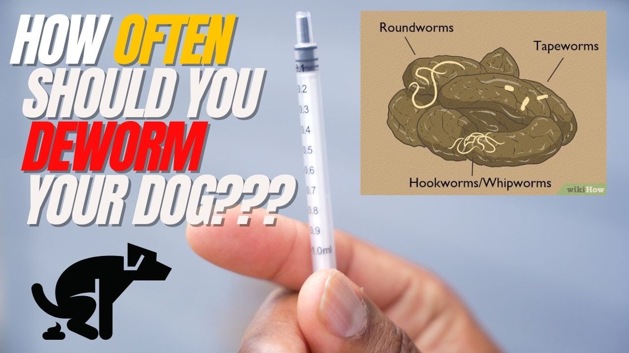 How Often Should You Deworm Your Dog?