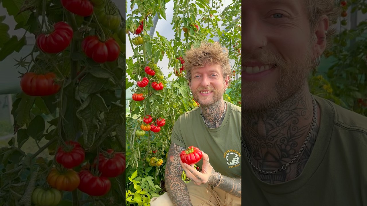 Save your own Tomato Seeds 🍅 #seedsaving #gardeningtips #vegetablegarden