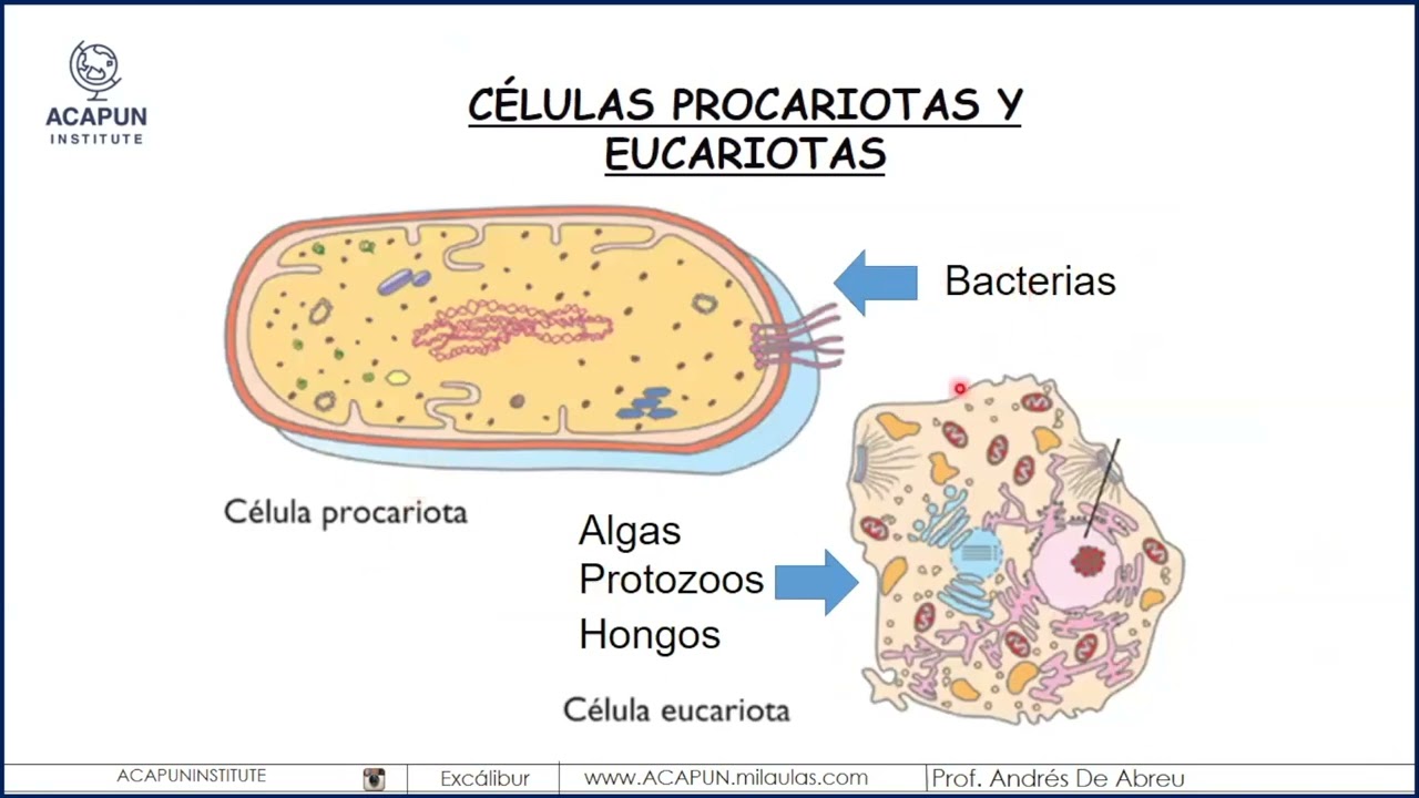 C&eacute;lulas eucariotas vs c&eacute;lulas procariotas | Microbiolog&iacute;a